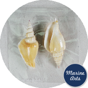 8992-P8 - Craft Pack - Stalagmite Conch Shells